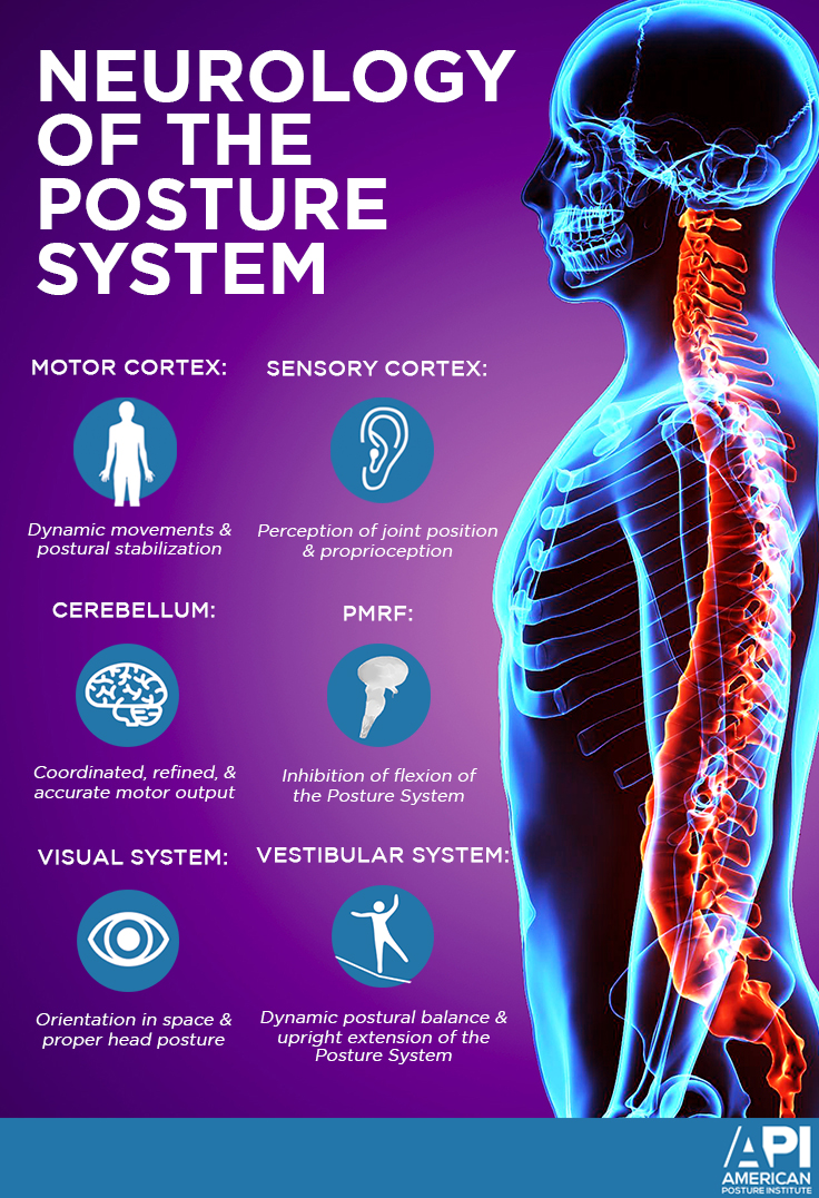Neurology of the Posture System Neurology of the Posture System